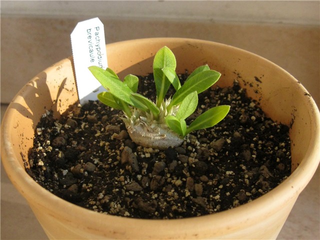 Pachypodium brevicaule 